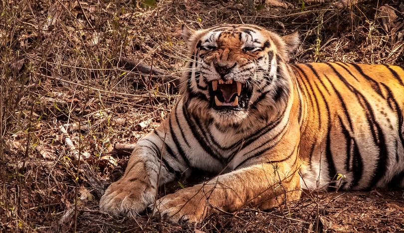 Kanha National Park