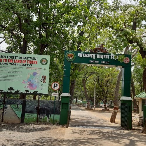 Bandhavgarh National Park Trip Plan by Panda Travels