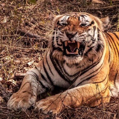 Kanha National Park Itinerary for 2 Days and 1 Night by Panda Travels